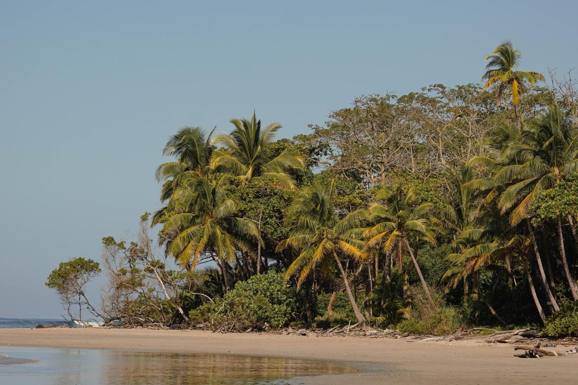 Playa Hermosa Cobano Dream Surf House Santa Teresa 호스텔 외부 사진